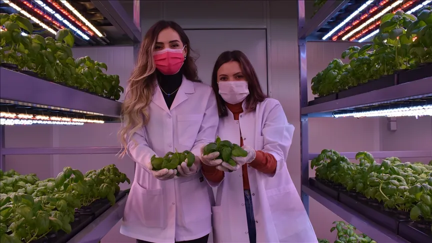 حاويات الزراعة العمودية الخالية من التربة (17)