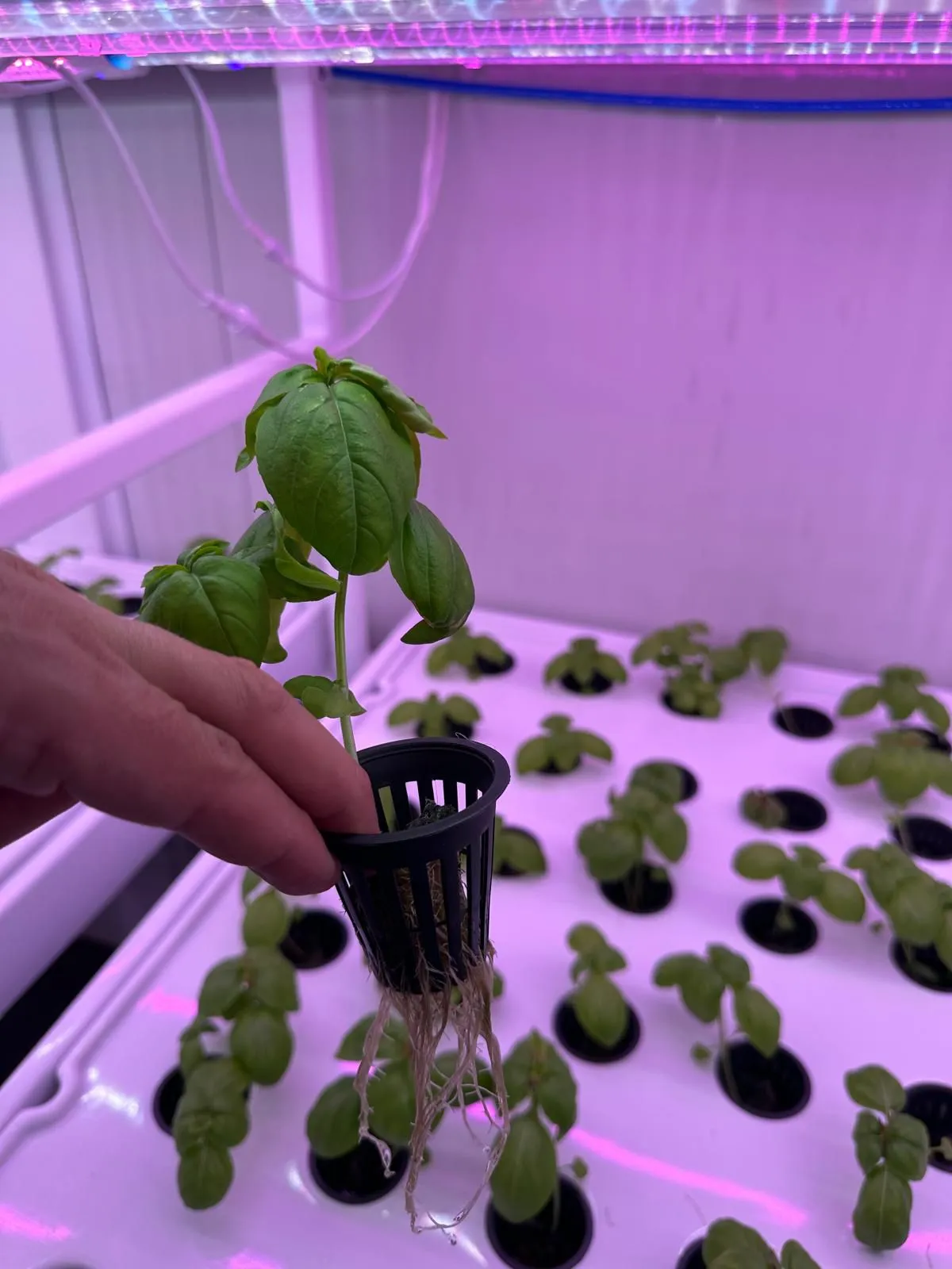 حاويات الزراعة العمودية الخالية من التربة (20)