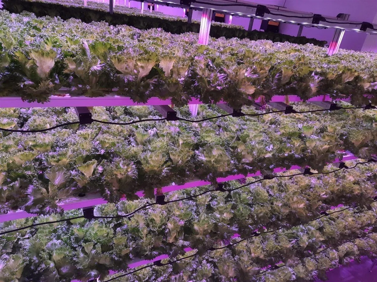 حاويات الزراعة العمودية الخالية من التربة (23)