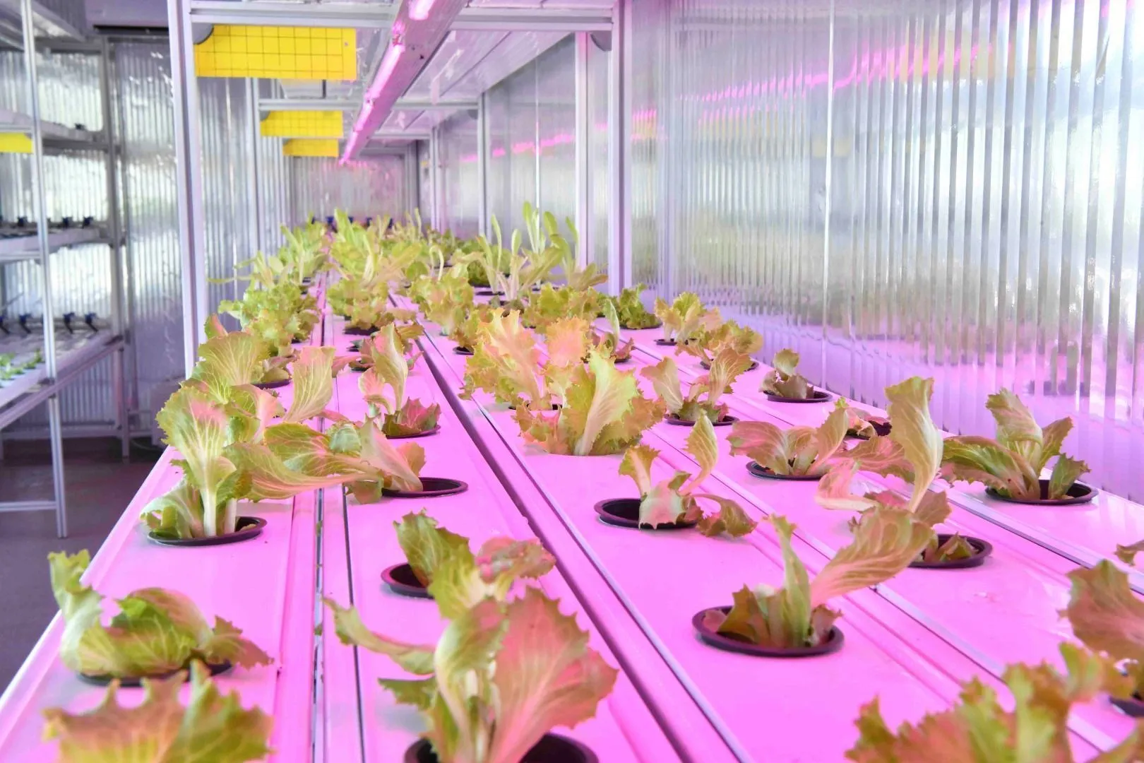 حاويات الزراعة العمودية الخالية من التربة (3)