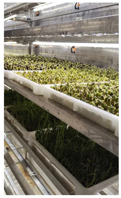 حاويات الزراعة العمودية الخالية من التربة (7)