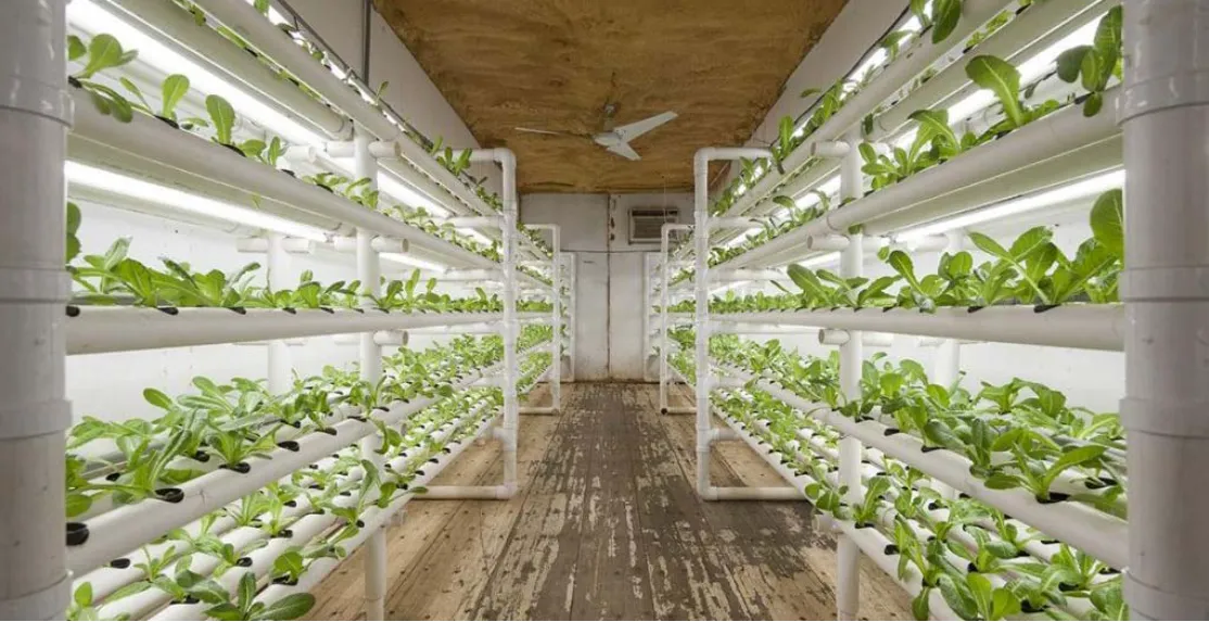 حاويات الزراعة العمودية الخالية من التربة (8)