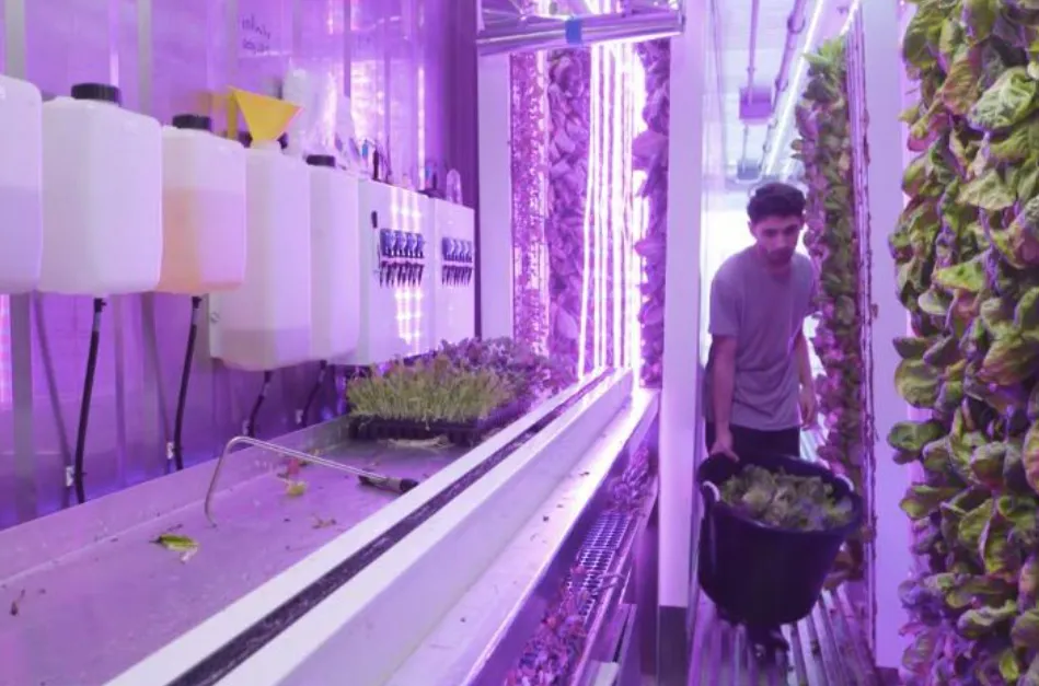 حاويات الزراعة العمودية الخالية من التربة (9)